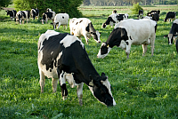 Livestock Agistment